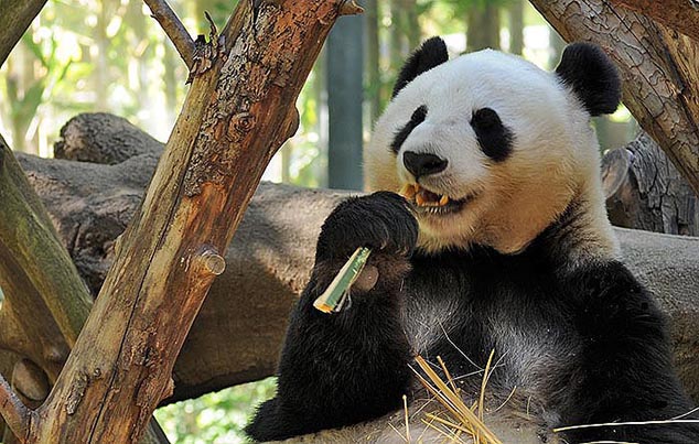 panda san diego zoo