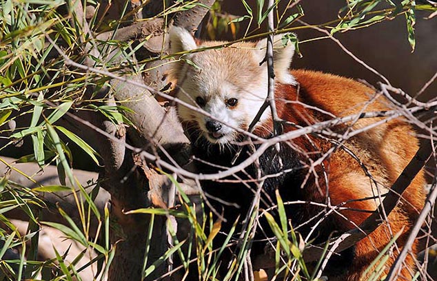 red panda san diego zoo