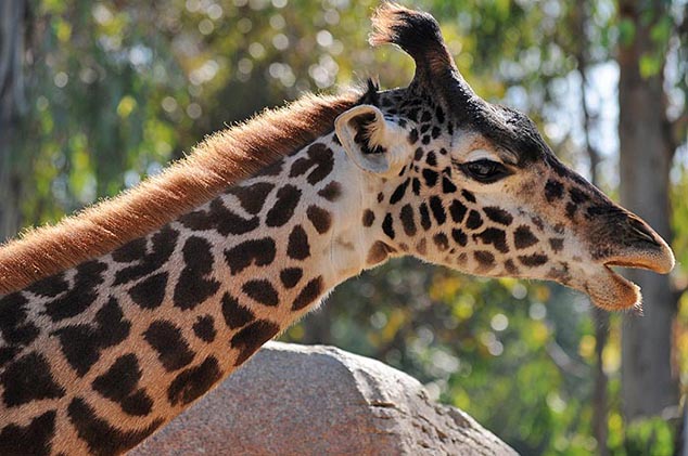 giraffe san diego zoo