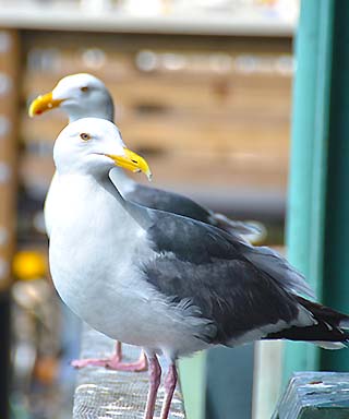 sea gulls san francisco