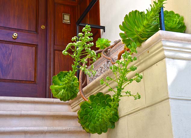 plant san francisco