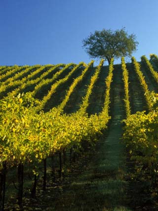 Fall Foliage in Vineyard, Sonoma, CA