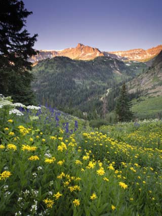 Wildflowers in an Alpine Meadow in Yankee Boy Basin