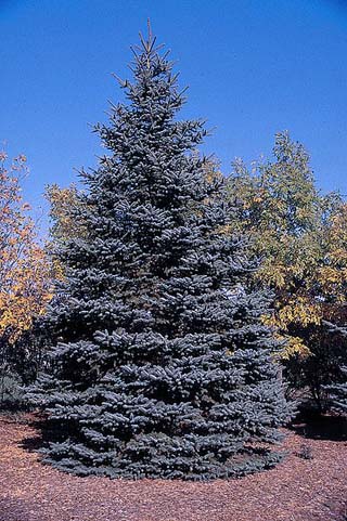 blue spruce