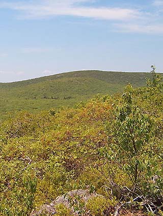 mt frissell