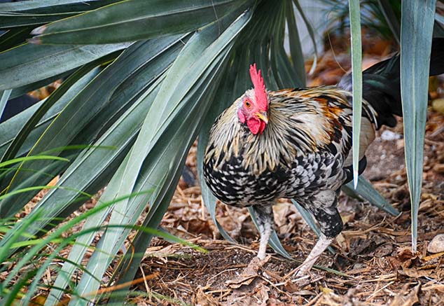 key west rooster