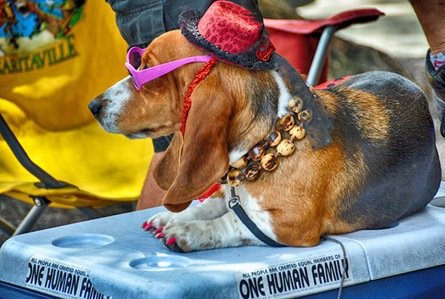 key west dog