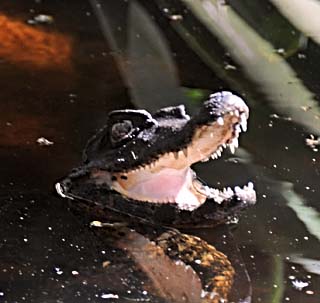 florida alligator