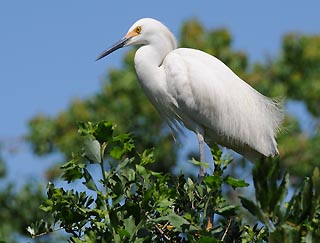 egret