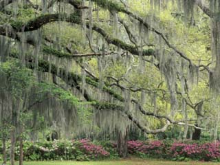 Live Oak Tree Draped with Spanish Moss, Savannah, Georgia, USA