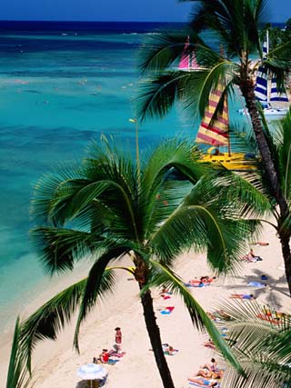 Palm Trees Over Waikiki Beach, Waikiki, U.S.A.