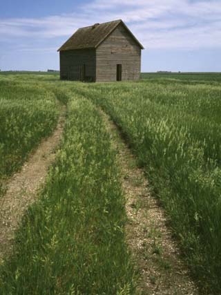 Grass Road Leading To Barn/Eagle Grove/Iowa