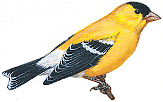 Iowa eastern goldfinch