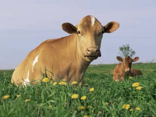 Guernsey Cows, at Rest in Field, Illinois, USA