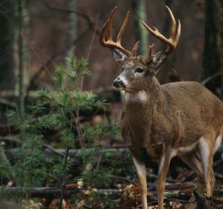 white tailed deer, illinois state animal