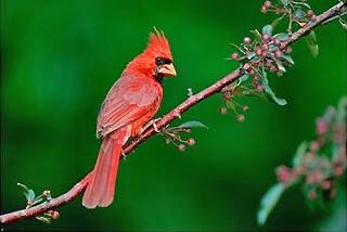 red cardinal, illinois state bird