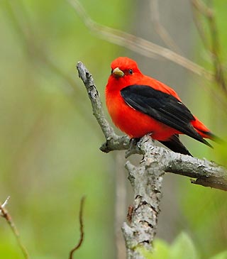 red bird