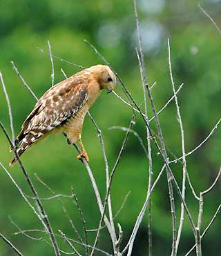 hawk