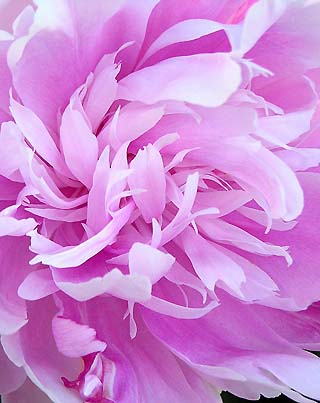 pink peony