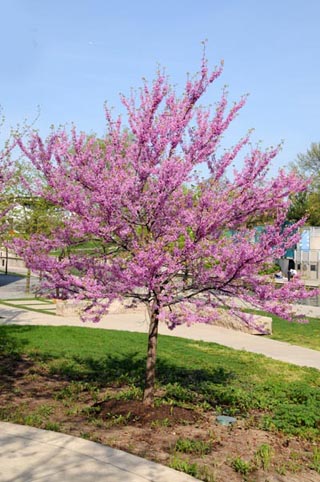 Eastern Redbud tree