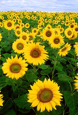 kansas sunflowers