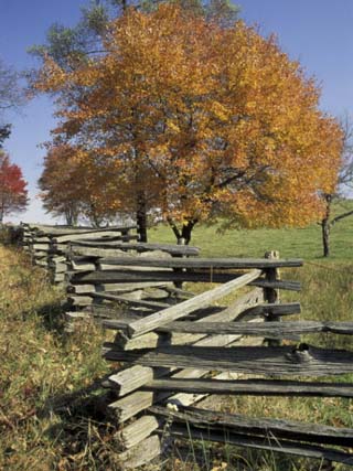 Split Rail Fence and Tree, Hensley Settlement, Cumberland Gap National Historic Park, Kentucky, USA