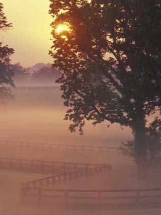 Foggy Sunrise on Horse Farm, Kentucky