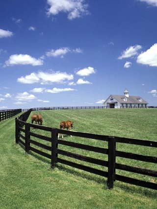 Thoroughbred in the Countryside, Kentucky, USA