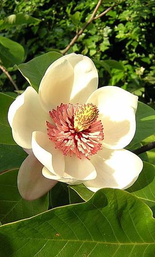 magnolia, louisiana state flower