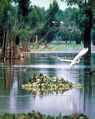 atchafalaya basin louisiana