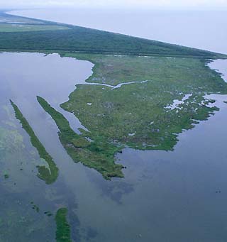 louisiana wetlands