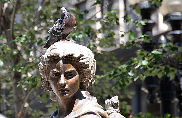 bird in boston