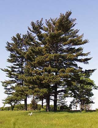 white pine tree