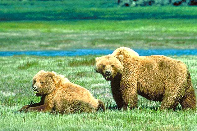 grizzly bears montana