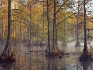 Bald Cypress Trees (Taxodium Distichum) in Spring Lake, Wall Doxey State Park, Mississippi, USA