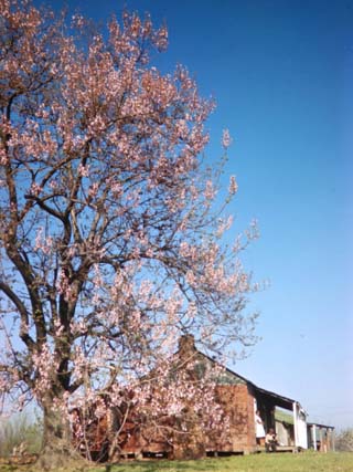 Spring Comes Down the Mississippi