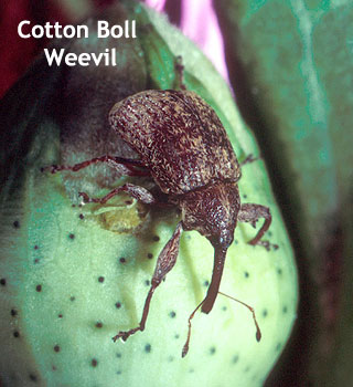 Cotton Boll Weevil