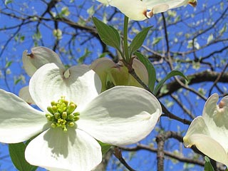 dogwood