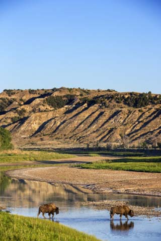 Bison Wildlife Crossing Little Missouri River, Theodore Roosevelt National Park, North Dakota, USA