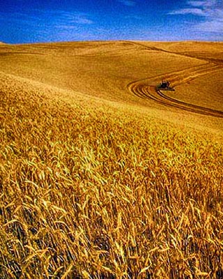 north dakota wheat