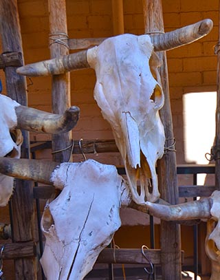 cattle skulls santa fe