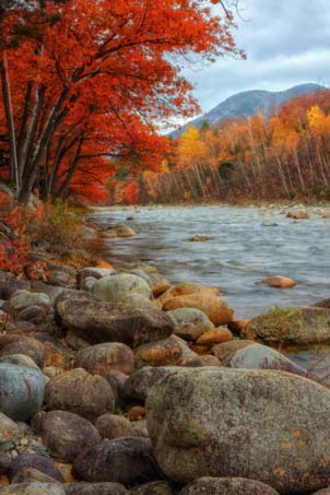 Pemigewasset Riverside in Autumn