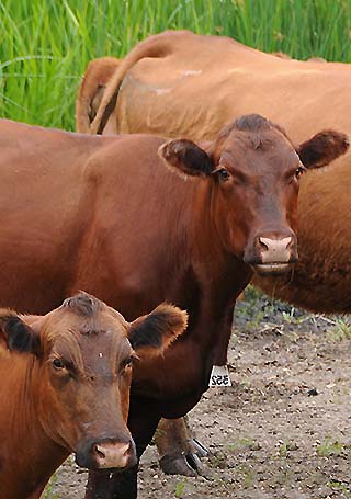 faces of cattle