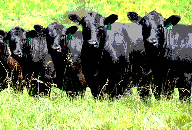 black angus
