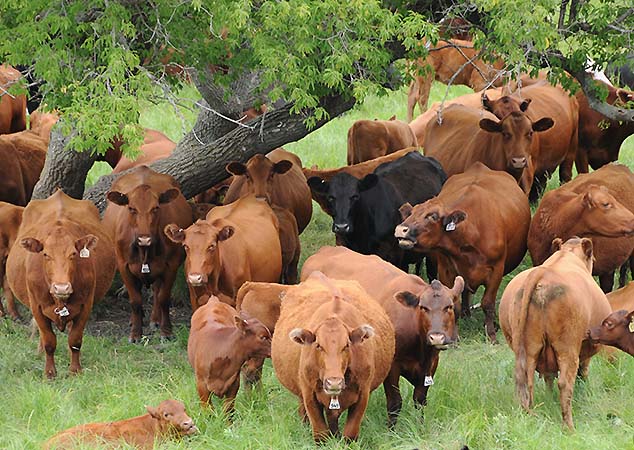 north dakota cattle