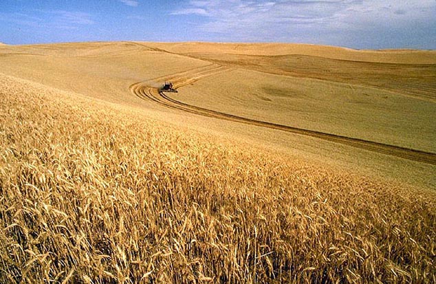 field of wheat north dakota