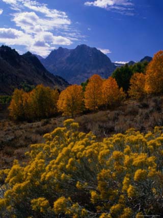 Rabbit Brush and Aspen Stands in Autumn, June Lake Loop, Eastern Sierra Nevada