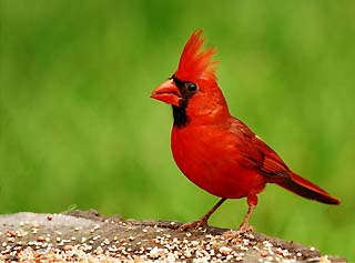 cardinal, ohio state bird