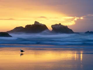 Beach at Sunset with Sea Stacks and Gull, Bandon, Oregon, USA