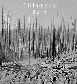 Tillamook Burn